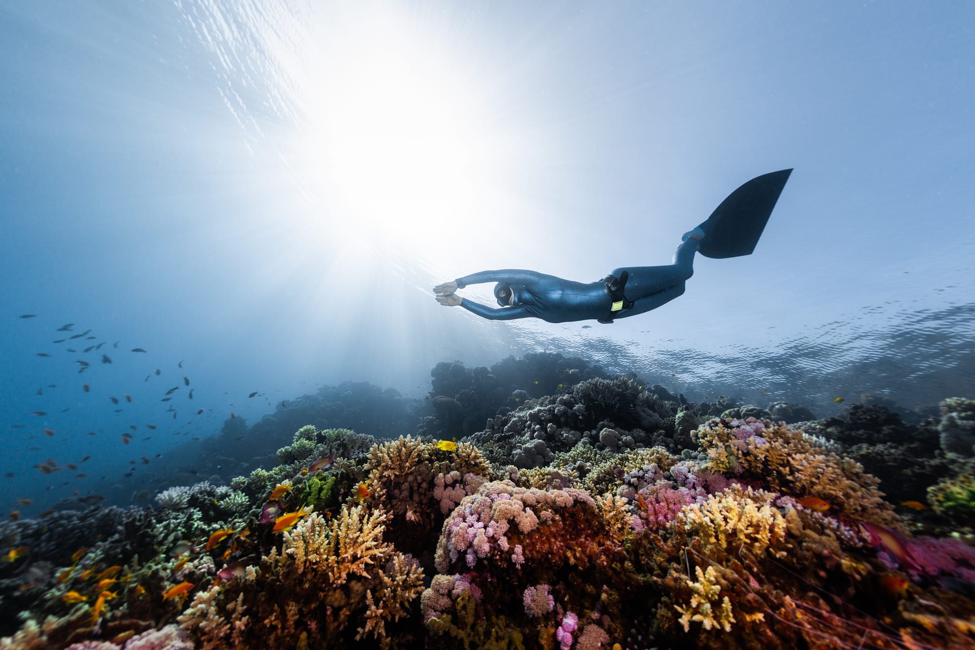 Freediver wearing a monofin over a coral reef