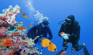 11 Scuba Diving tips for beginner divers