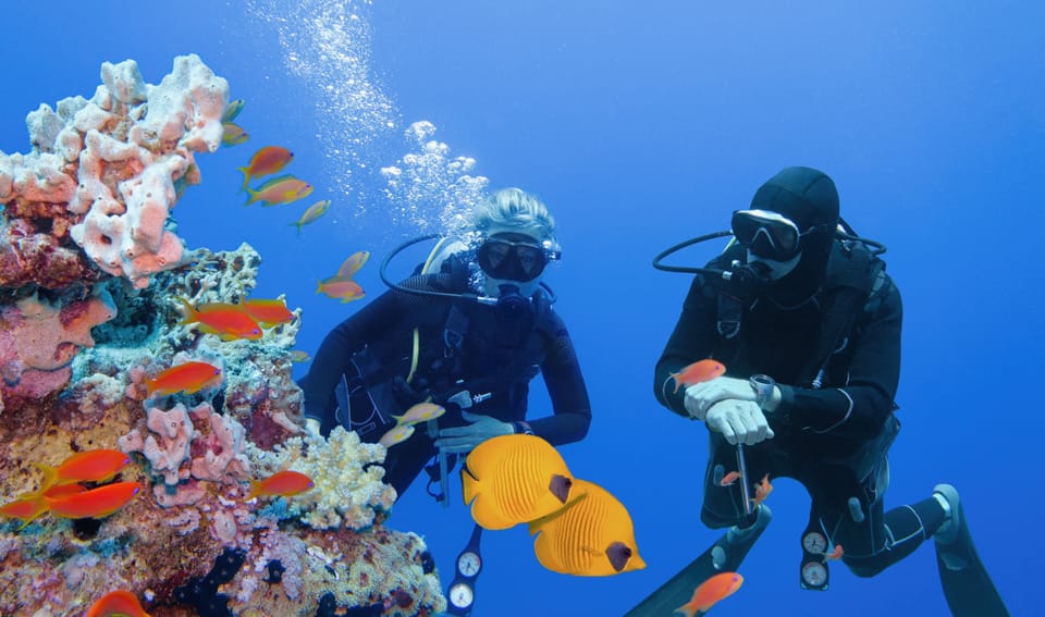 Scuba divers looking at tropical fish and corals in tropical water.